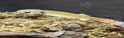 Gecko reptiles for sale: X2 leopard geckos plus all accessories for sale  in Hatfield - Advert 6