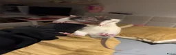 Rat rodents for sale: group of 4 friendly rats (cage+everything incl) - Advert 16