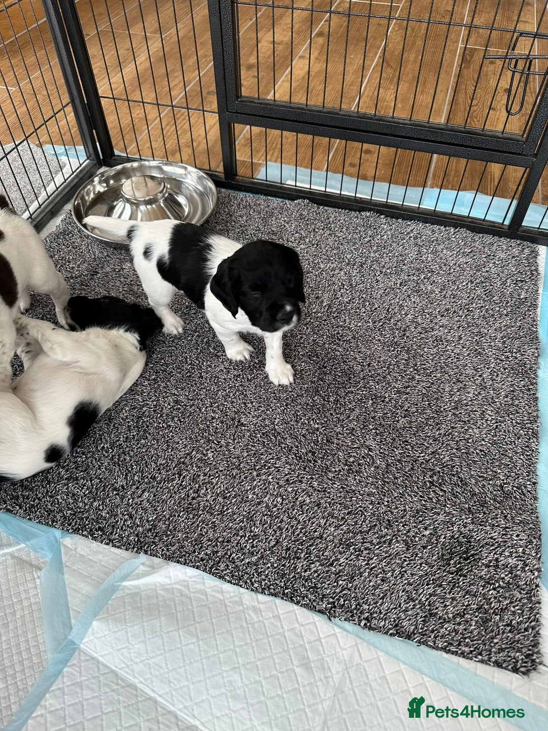 English Springer Spaniel dogs for sale: Gorgeous working English Springer Spaniel Puppies - Advert 25