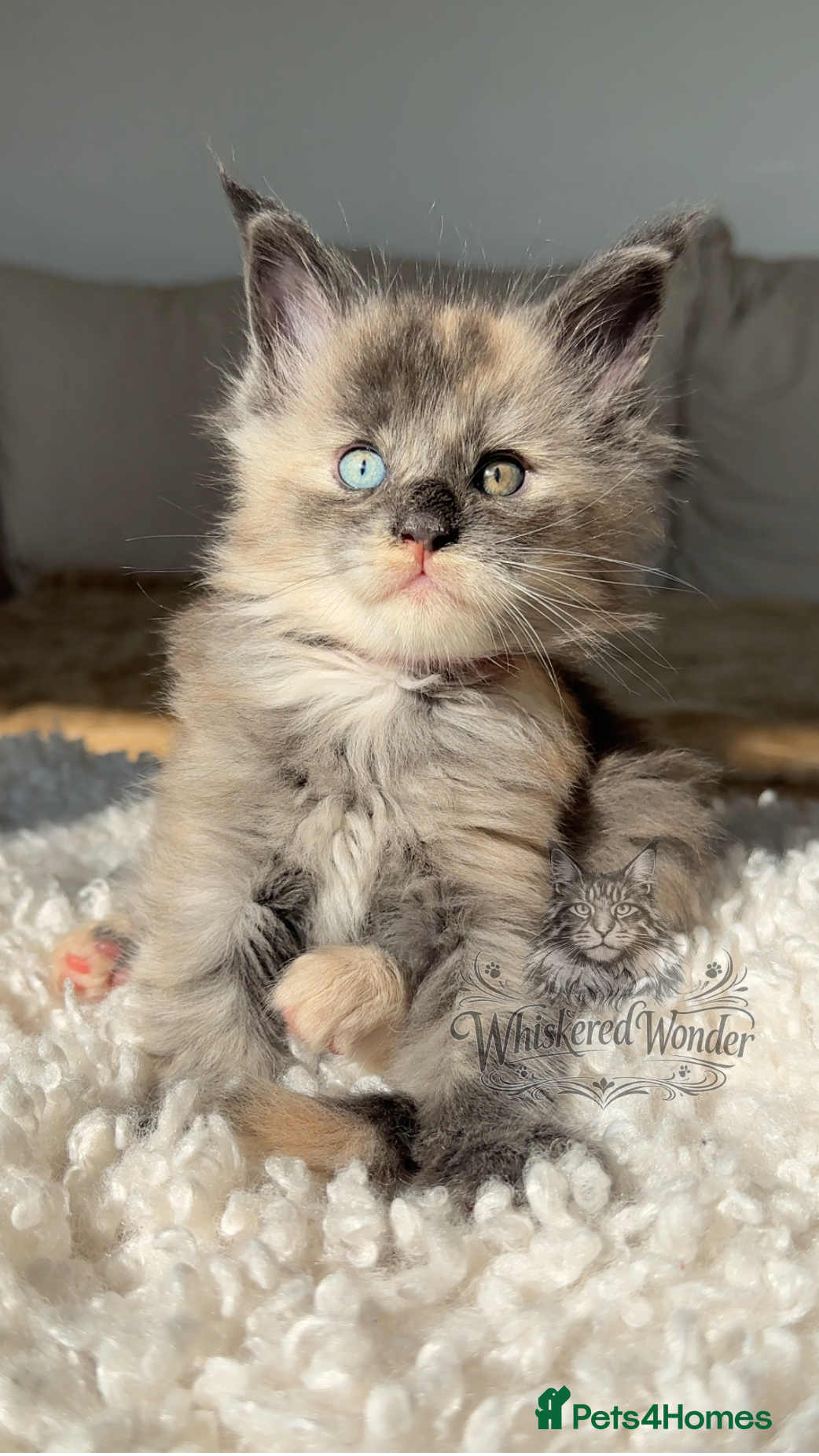 Maine Coon cats Blue Eyed Maine Coon | Champion Lines - Advert 2