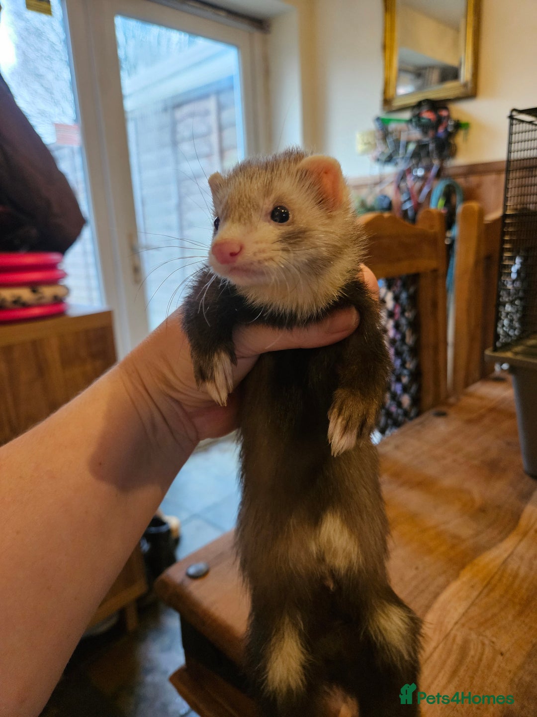 Ferret rodents for sale: Small hob ferret tame  - Advert 2
