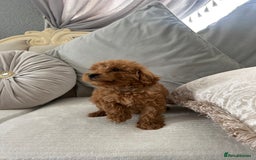 Labradoodle dogs for sale: labradoodles puppies - Image 2