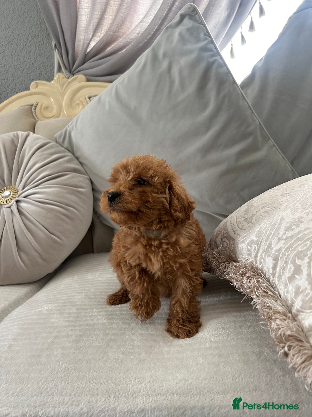 Labradoodle dogs for sale: labradoodles puppies - Image 2