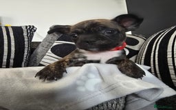 Mixed Breed dogs for sale: Puppy chugs 4 boys  - Image 1