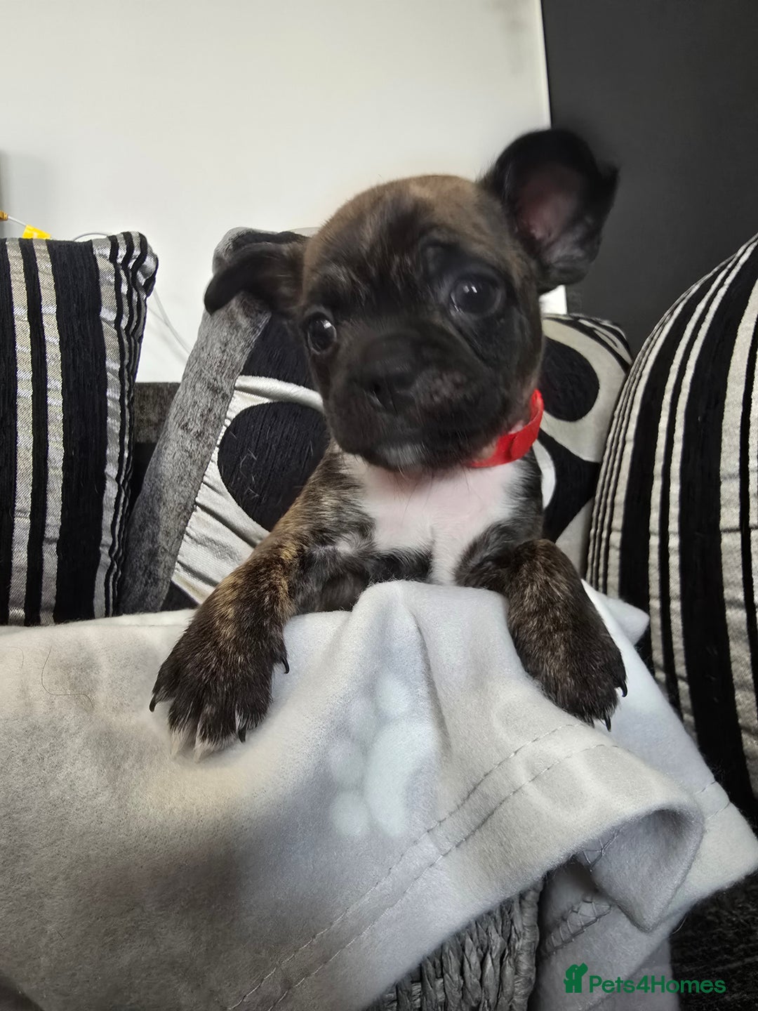 Mixed Breed dogs for sale: Puppy chugs 4 boys  - Image 1