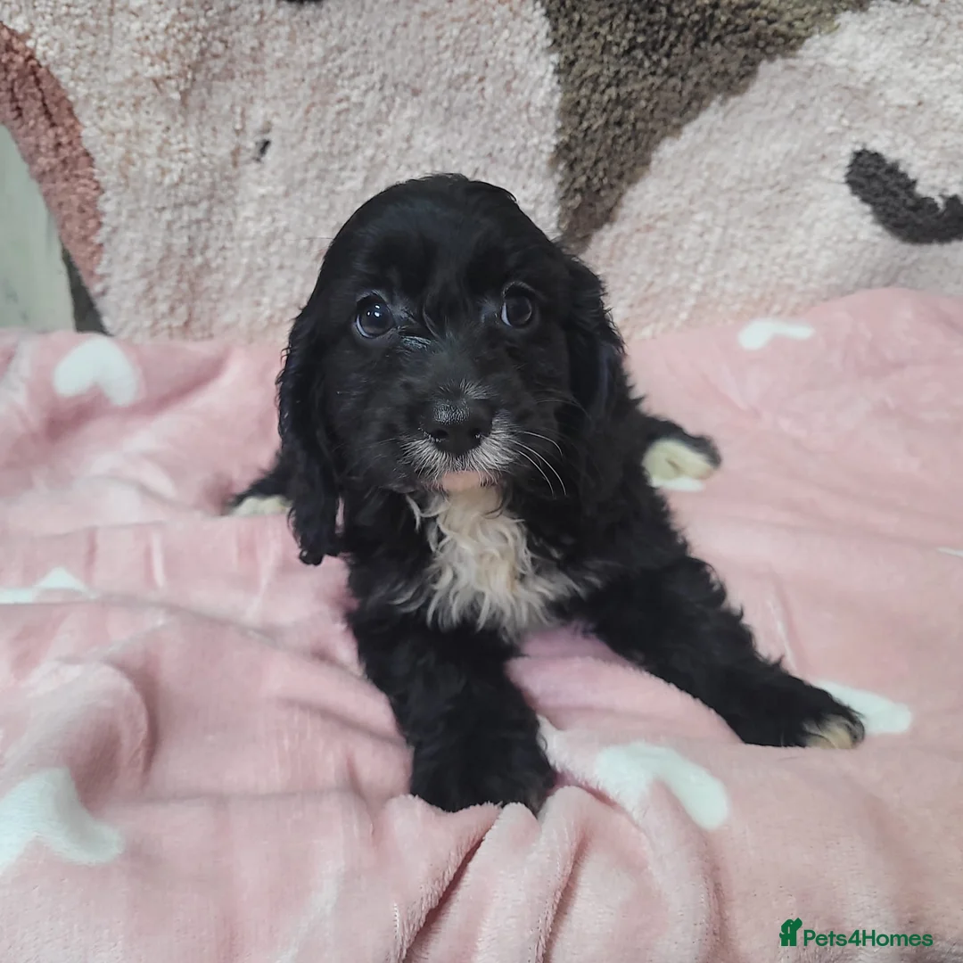 Cavapoo dogs for sale: You F1 Cavapoo puppies - Advert 5