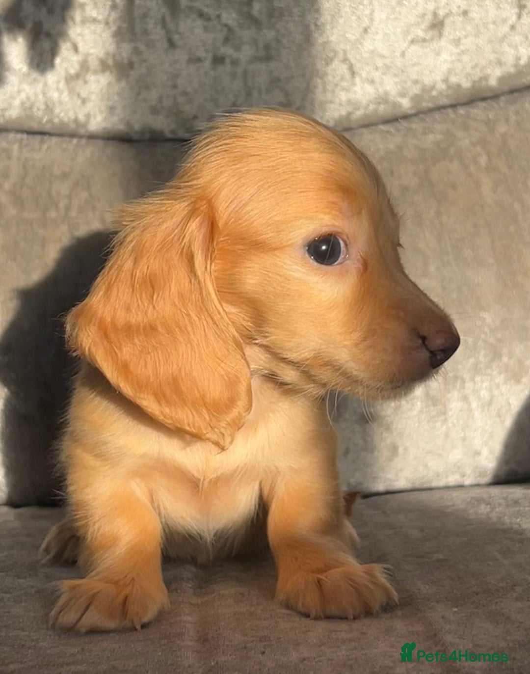 Dachshund dogs for sale: KC miniature long hair dachshunds for sale - Advert 3