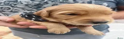 Golden Retriever dogs for sale: Loving, family raised golden retriever puppies  - Advert 18