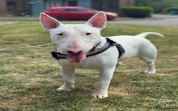 English Bull Terrier dogs for sale: Male English Bull Terrier  - Advert 3