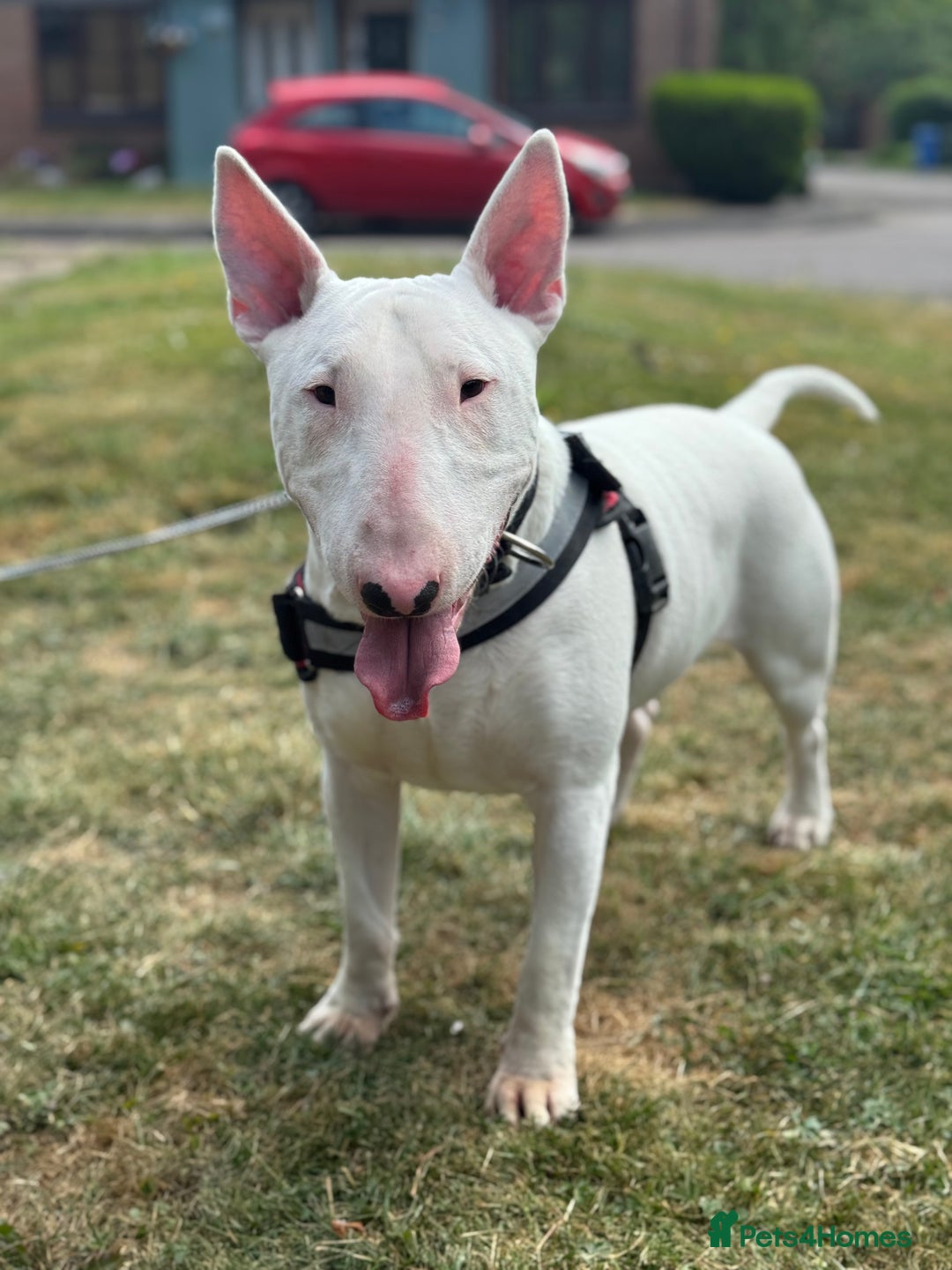 English Bull Terrier dogs for sale: Male English Bull Terrier  - Advert 3