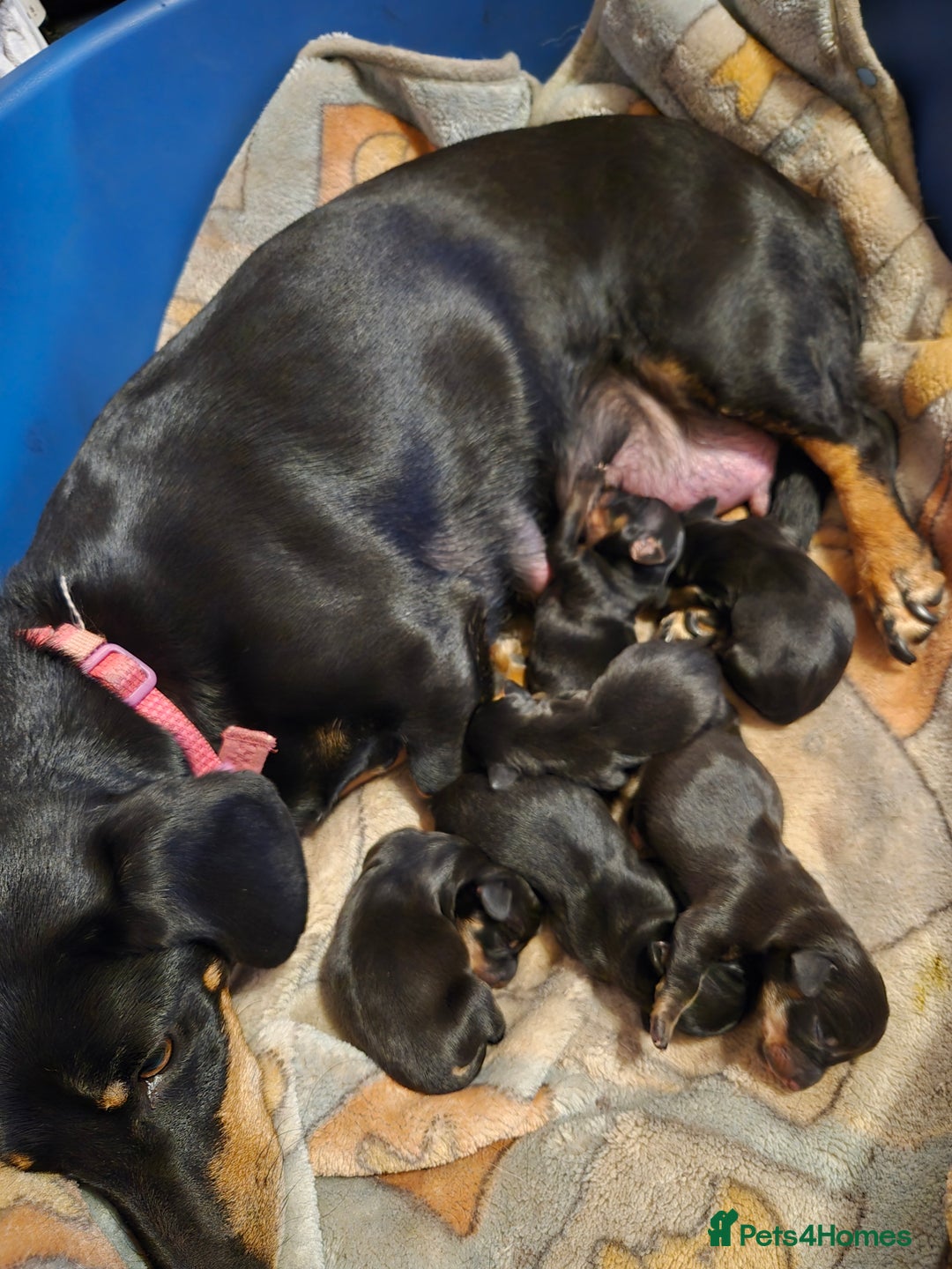 Dachshund dogs for sale: Miniature Dachshund crossbreed puppies - Advert 7