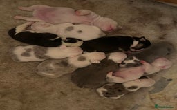 English Bulldog dogs for sale: 🌟 health tested parents 🌟 - Image 8