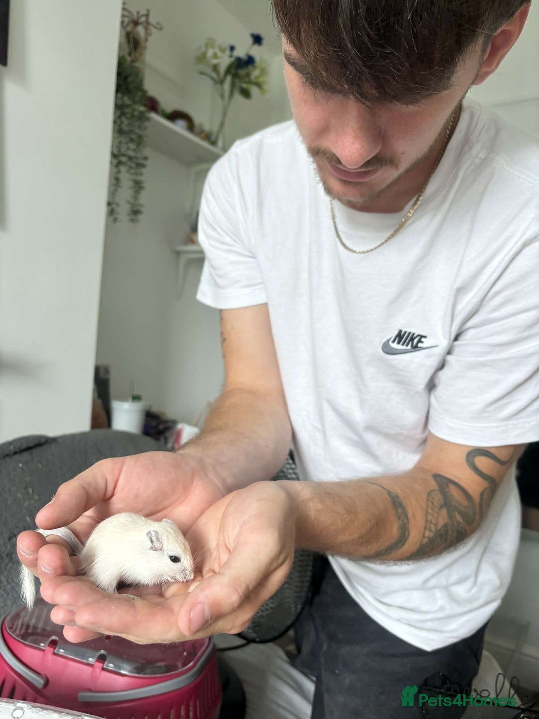 Gerbil rodents for sale: 10 Gerbils for sale to good homes  - Advert 2