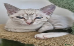 Snowshoe cats for sale:  pedigree Tica reg  snowshoes ready now - Image 16