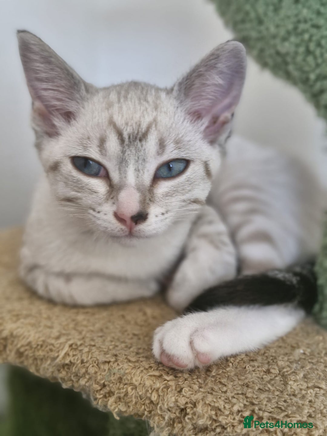 Snowshoe cats for sale:  pedigree Tica reg  snowshoes ready now - Image 16