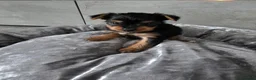 Yorkshire Terrier dogs for sale: 💕Beautiful Yorkshire Terrier Puppies 💕 - Advert 6