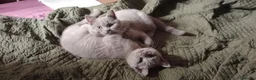 British Shorthair cats for sale: Beautiful Lilac British Shorthair kittens  - Advert 2