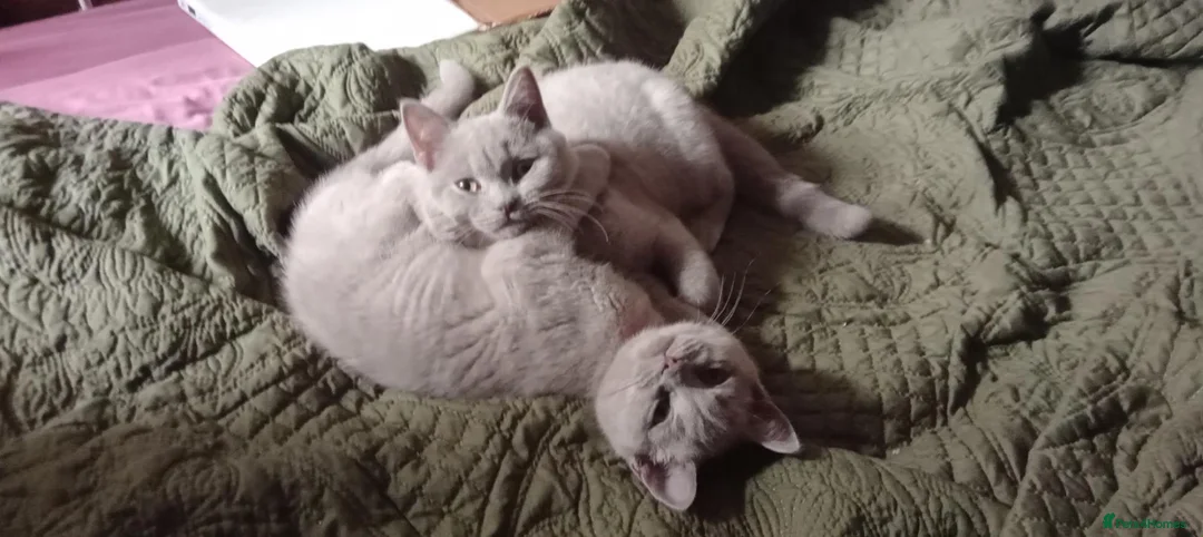 British Shorthair cats for sale: Beautiful Lilac British Shorthair kittens  - Advert 2