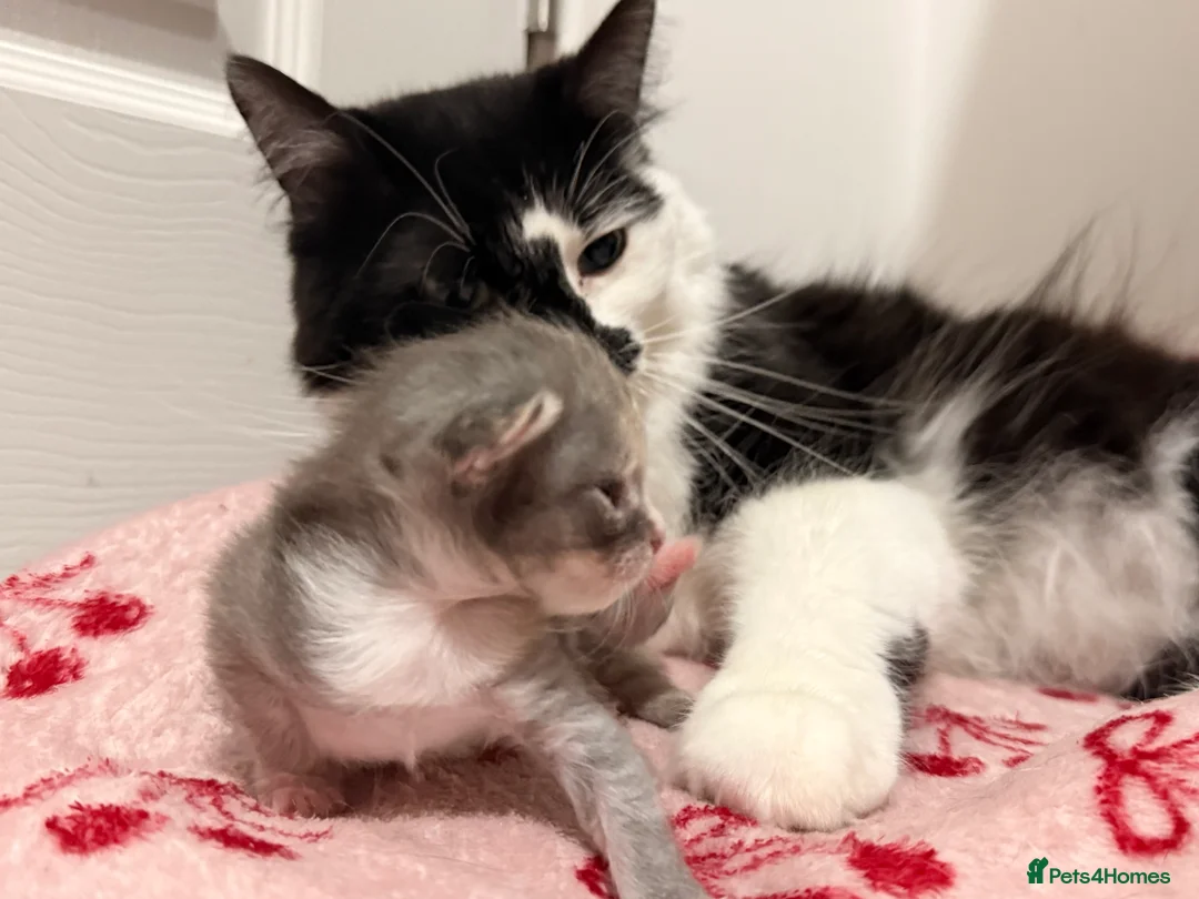 Mixed Breed cats for sale: Half Maine Coon Kitten  - Advert 2