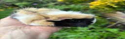 Guinea Pig rodents for sale: Gorgeous baby Guinea pigs - Advert 6