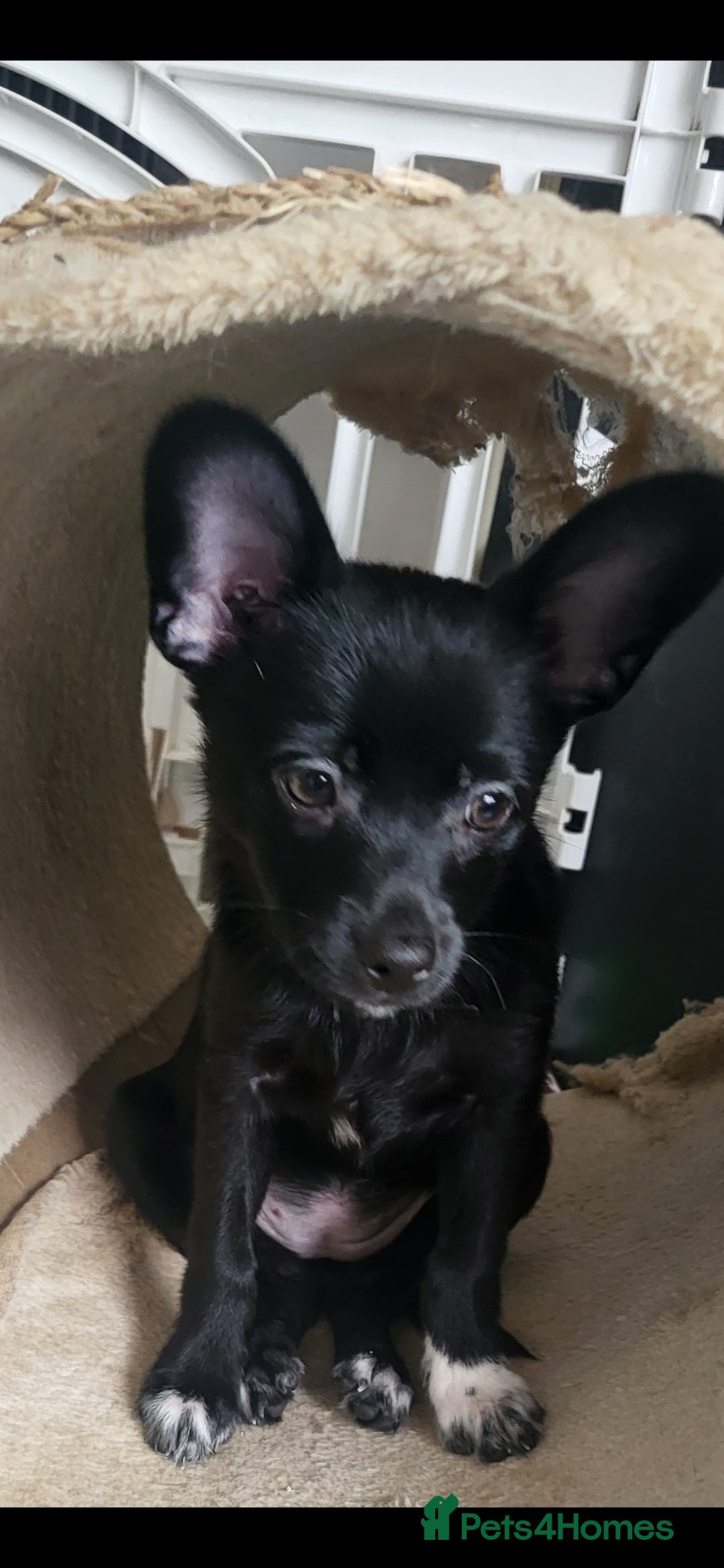 Mixed Breed dogs for sale: Amazing papillon cross  puppies. Ready to go. - Image 7