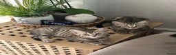 Bengal cats for sale: Bengal kittens  - Advert 2