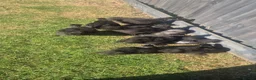 Chickens poultry for sale: Black Silkies  in Brierley Hill - Advert 2