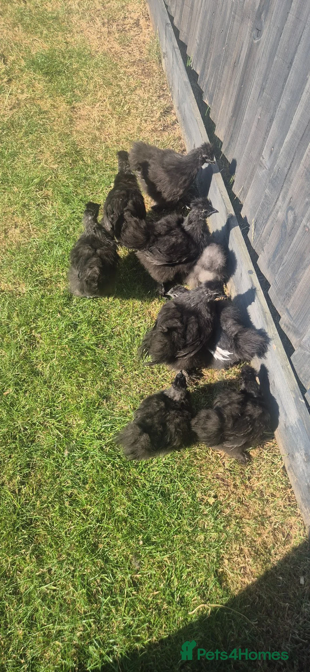 Chickens poultry for sale: Black Silkies  in Brierley Hill - Advert 2