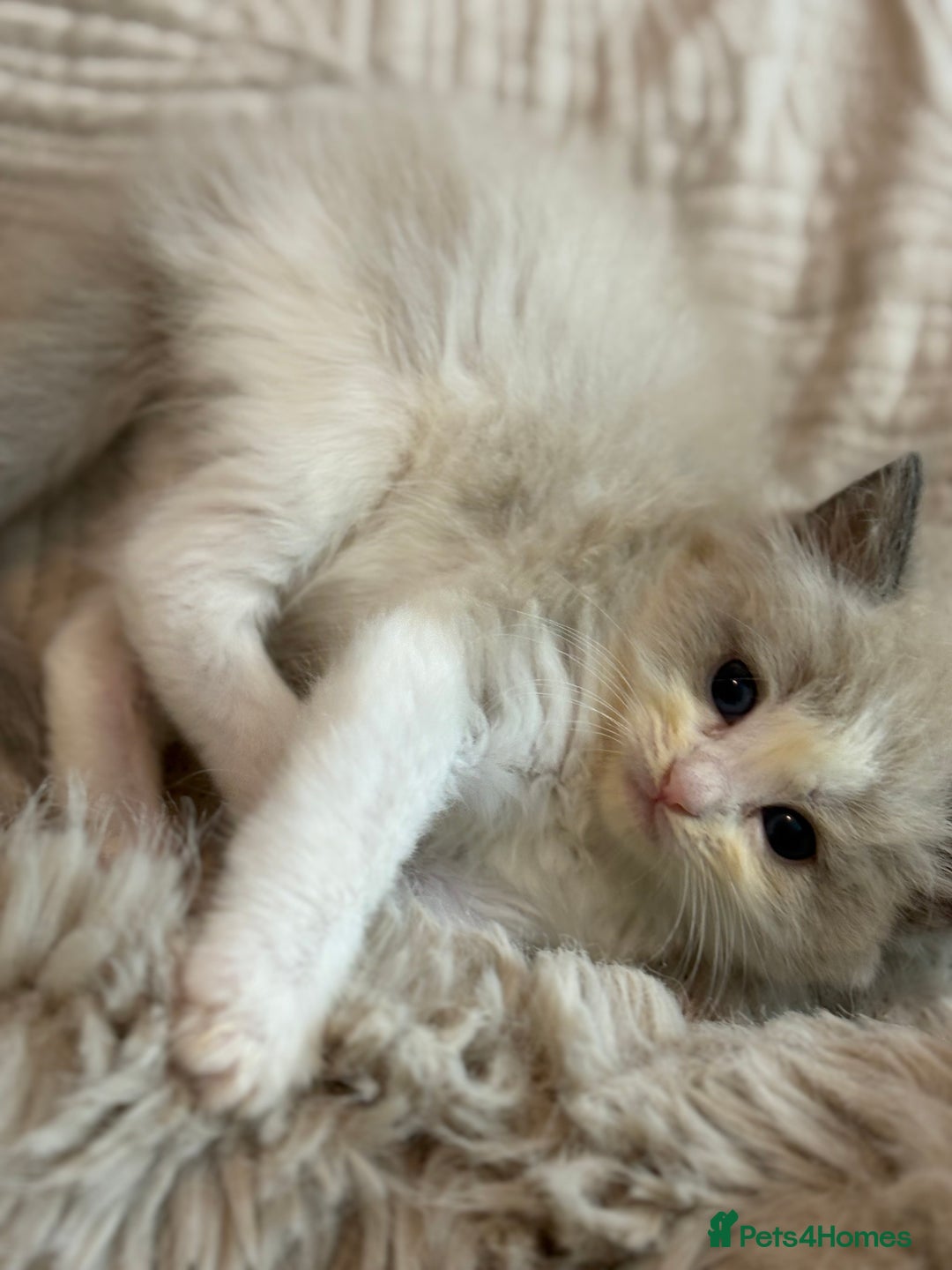 Ragdoll cats for sale: Full pedigreed ragdoll kittens  - Advert 7