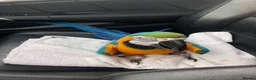 Macaws birds for sale: Amazing Blue and Gold Macaw parrots in Winsford - Advert 6