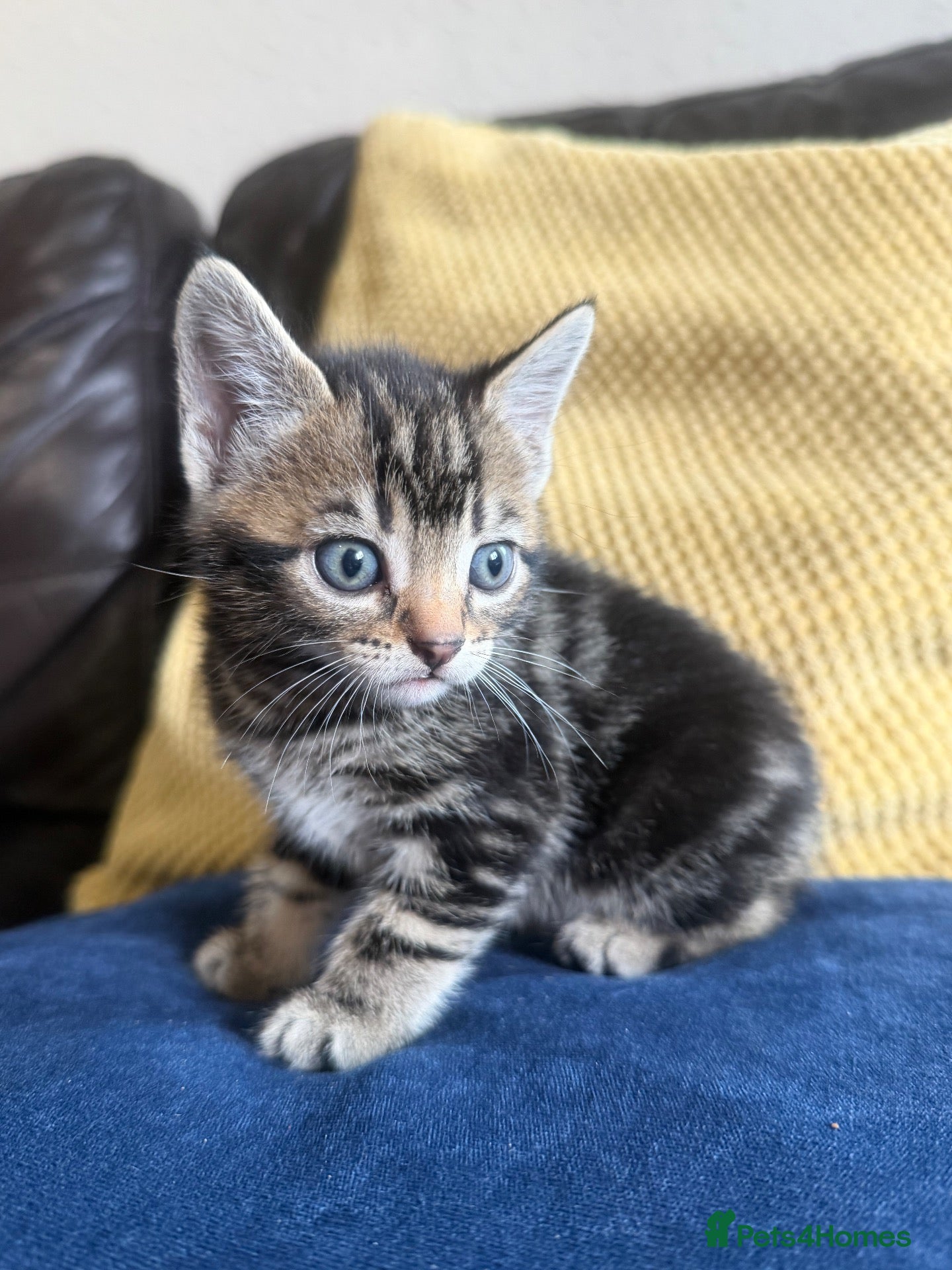 Mixed Breed cats Beuatiful Kittens  - Advert 1