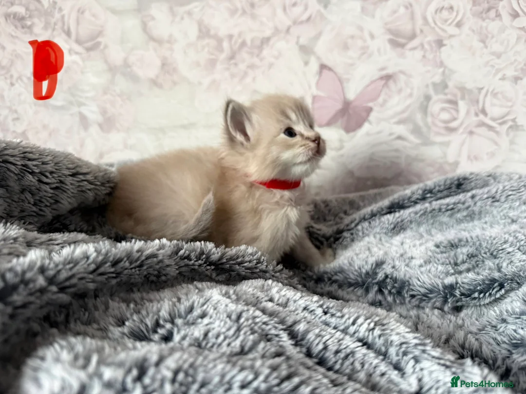 Ragdoll cats for sale: 🌟RAGDOLL KITTENS 🌟 - Advert 16