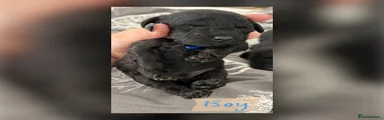 Cockapoo 4