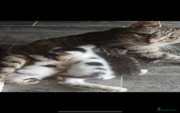 Mixed Breed cats for sale: Ginger and Tortie Kittens 2 available  - Image 18