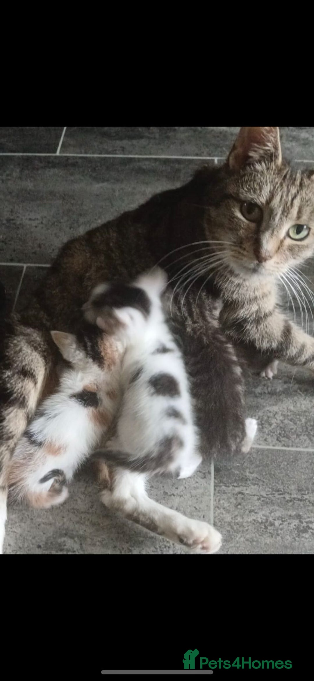 Mixed Breed cats for sale: Ginger and Tortie Kittens 2 available  - Image 18