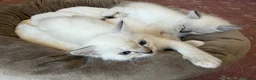 Ragdoll cats for sale: Ragdoll kittens for sale in Swindon - Advert 1