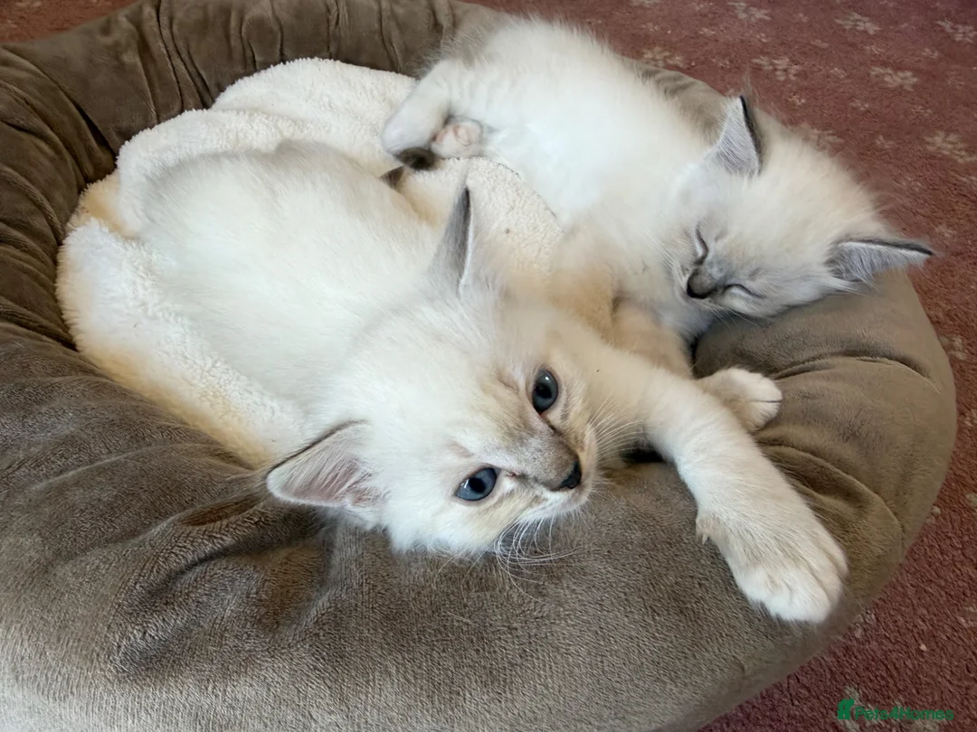 Ragdoll cats for sale: Ragdoll kittens for sale in Swindon - Advert 1
