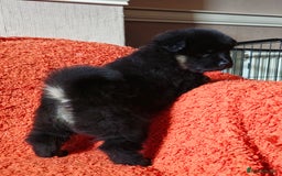 Eurasier dogs for sale: Eurasier Puppies KC Registered in Northampton - Image 25