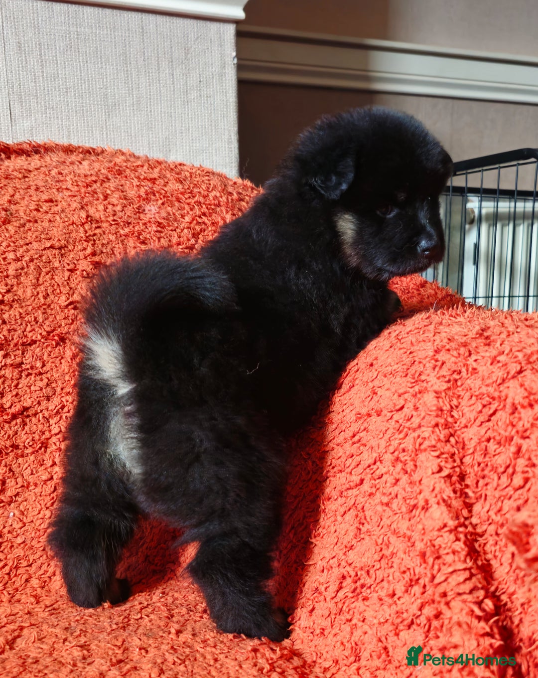 Eurasier dogs for sale: Eurasier Puppies KC Registered in Northampton - Image 25
