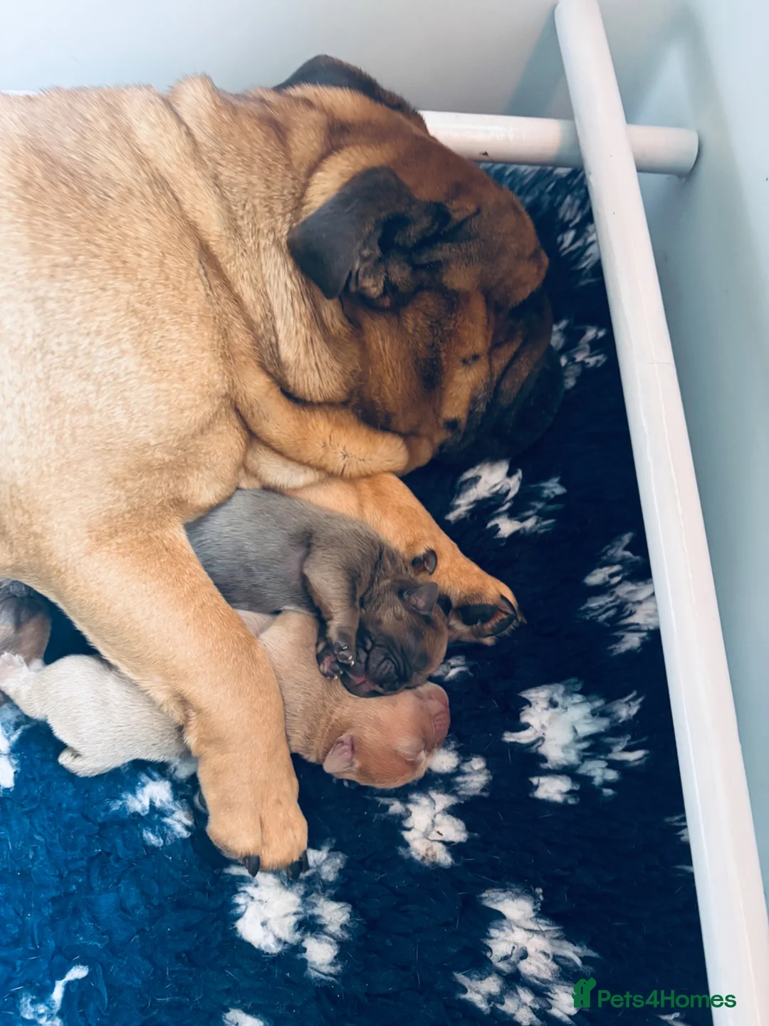 English Bulldog dogs for sale: English bulldogs puppies  - Advert 2