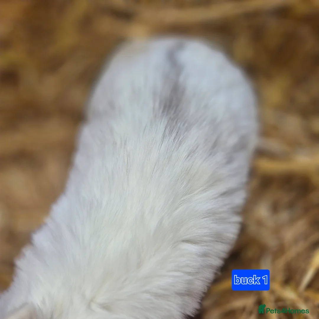 Mini Lop rabbits for sale: Beautiful mini lop x Rhinelander kits ready April - Advert 18