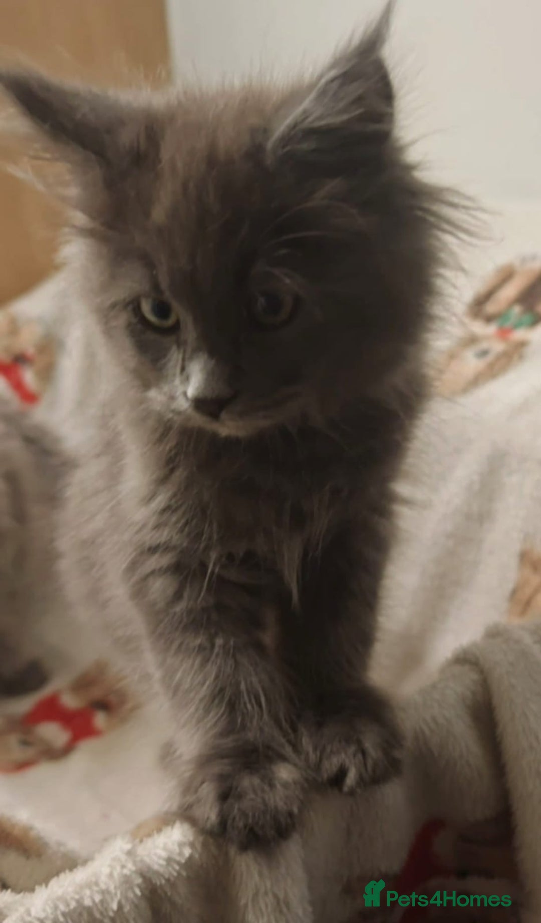 Maine Coon cats for sale: Beautiful Maine coon kittens - Image 15
