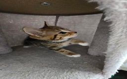 Mixed Breed cats for sale: 5 Kittens for sale - Image 23