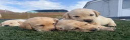 Labrador Retriever dogs for sale: Labrador puppies for sale 3 females left  - Advert 4