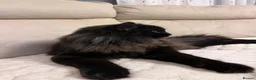 Mixed Breed cats for sale: Chico - Advert 5