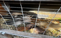 Ferret rodents for sale: home bred ferrets half pole x albino they are grey - Image 6