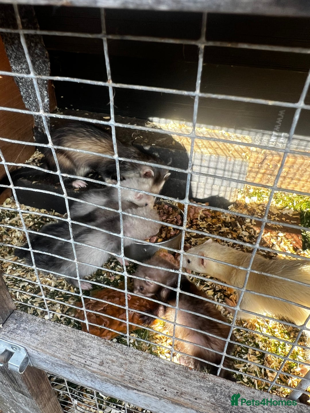 Ferret rodents for sale: home bred ferrets half pole x albino they are grey - Image 6