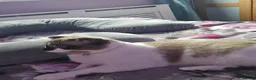 Scottish Fold cats for sale: Lovely 15-Month-Old Male Cat - Advert 4