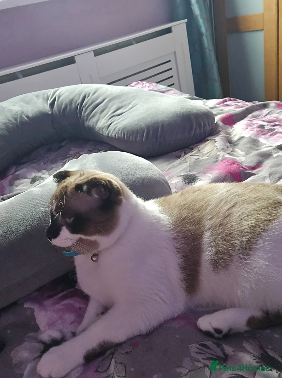Scottish Fold cats for sale: Lovely 15-Month-Old Male Cat - Advert 4