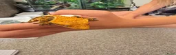 Gecko reptiles for sale: Male juvenile crested gecko  - Advert 3